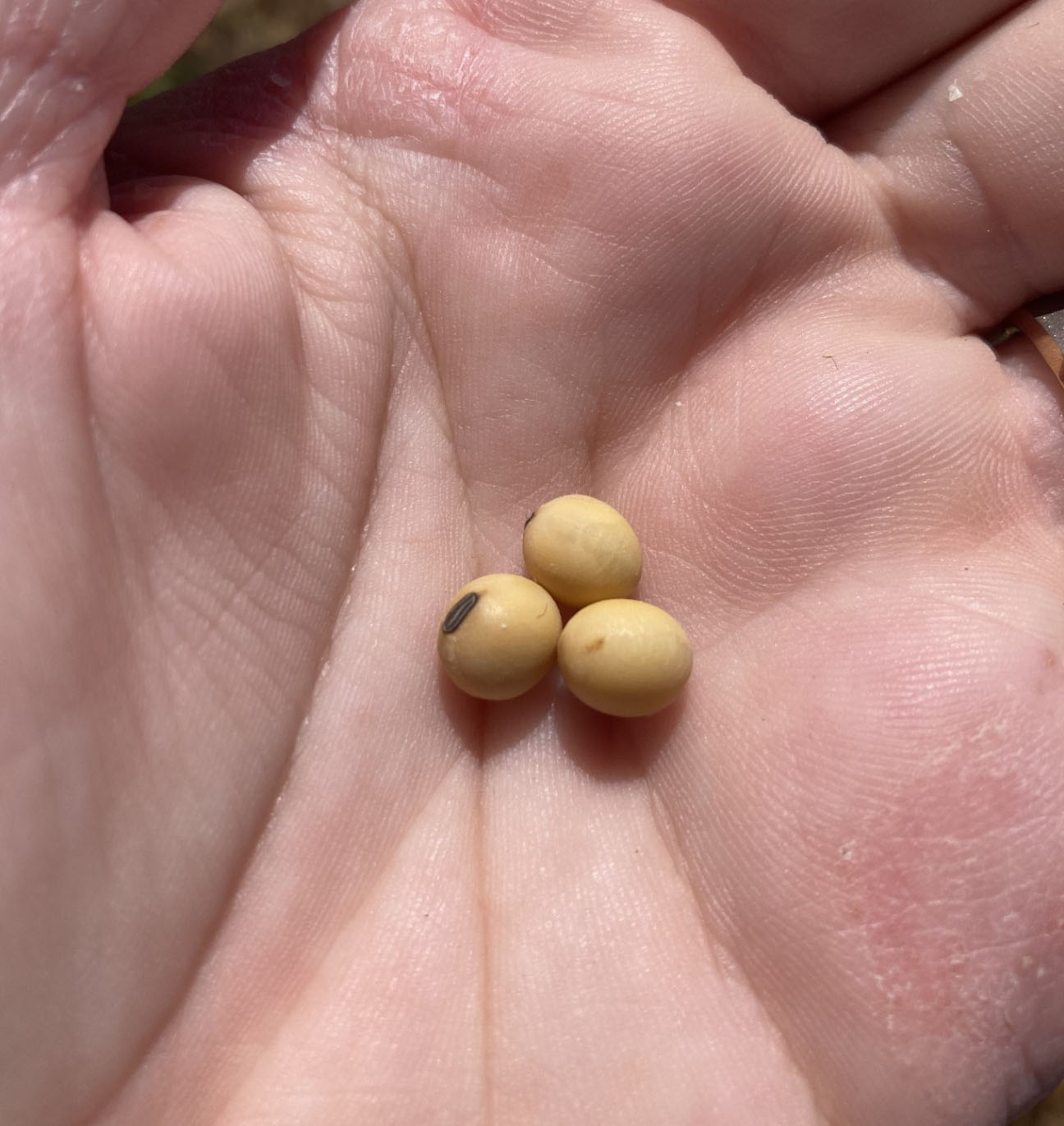 Soybean seeds in a hand.